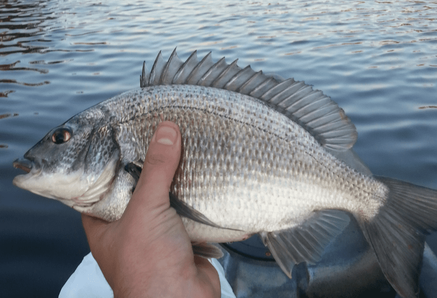 Central Florida Angler Insider Report for May 29th-June 4th