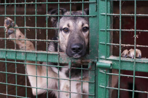 dog in shelter 0