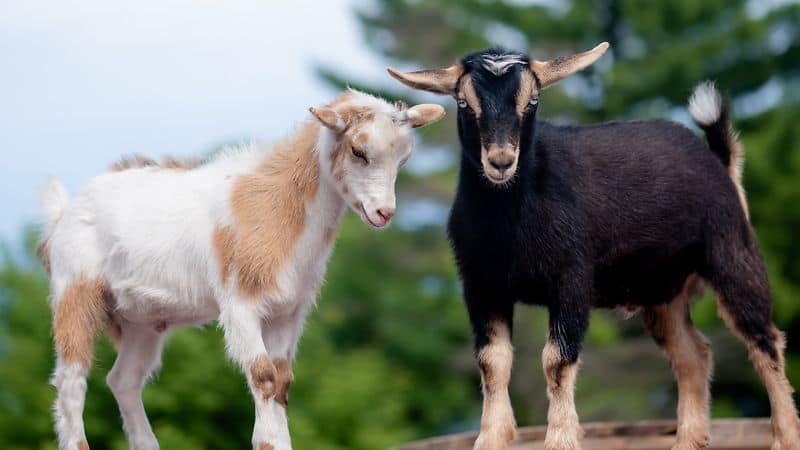 No KID’n Around, Hillsborough Woman Seeks Paternity Test for 5 Goats