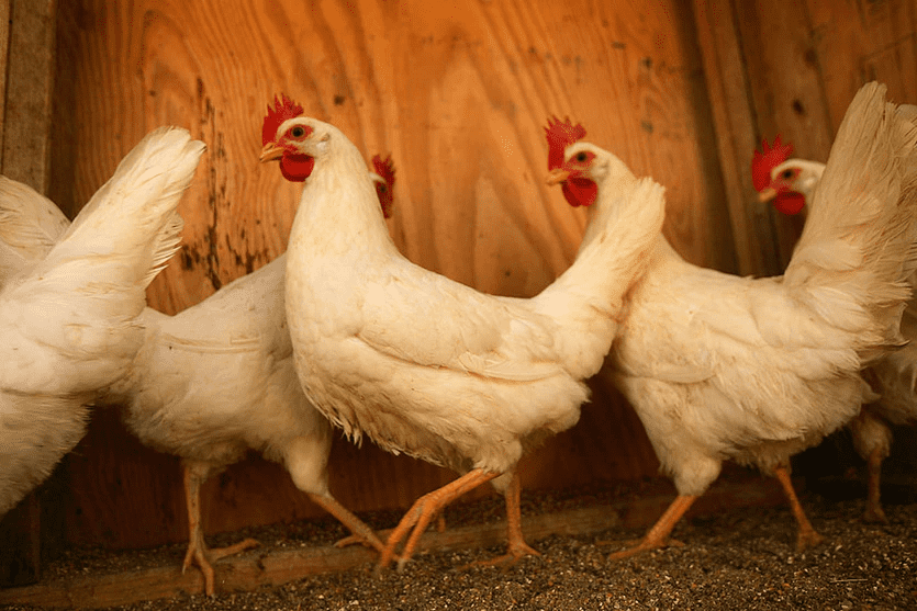 Pasco County Mosquito Control, With Chickens