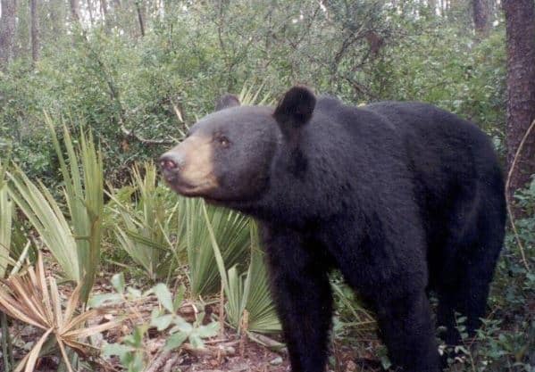 Florida Bear Country