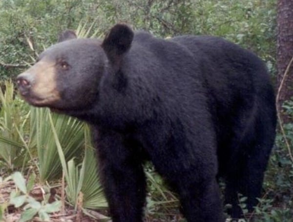 Bears? Yes, We Have Bears In Florida