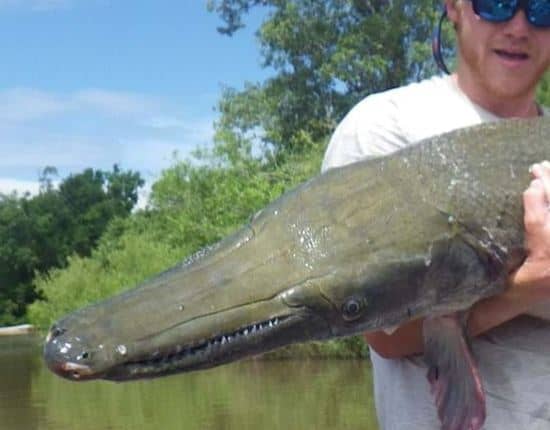 Finding Alligator Gar, Florida Wildlife