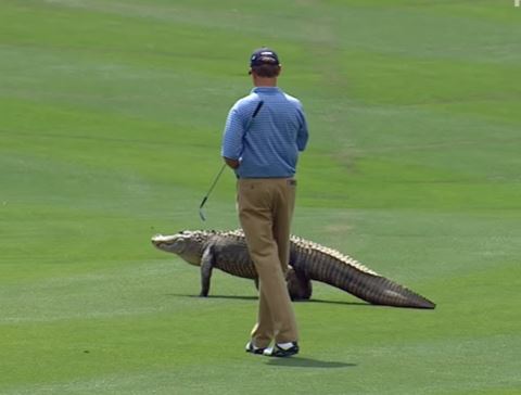 Animal Encounters On the PGA TOUR, Must See, Even If You Arent A Golf Fan