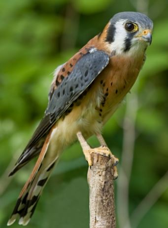 american kestrel