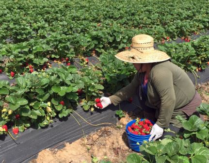 COVID-19 Risk factors Vary by Farm Workers’ legal Status