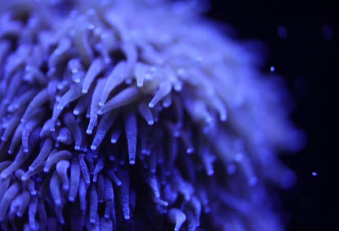 Florida Aquarium Successfully Spawns Threatened Pillar Coral in Apollo Beach