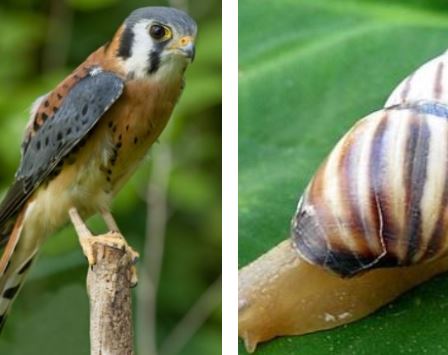 FWC Seeks Public Input Draft Guidelines, Southeastern American Kestrel and Florida Tree Snail