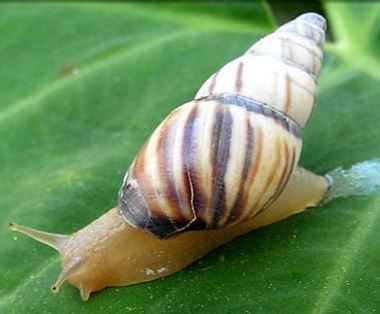 florida tree snail