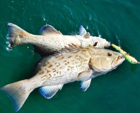 Gag Grouper Fall Season Opens Sept. 1 in Gulf 4-County Region