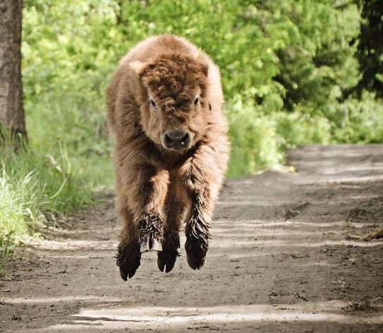 highland cattle calves 4