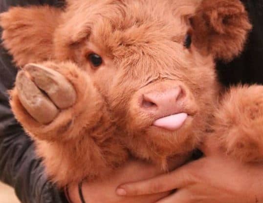 Say Hello To Highland Cattle and Some Darn Cute Calves