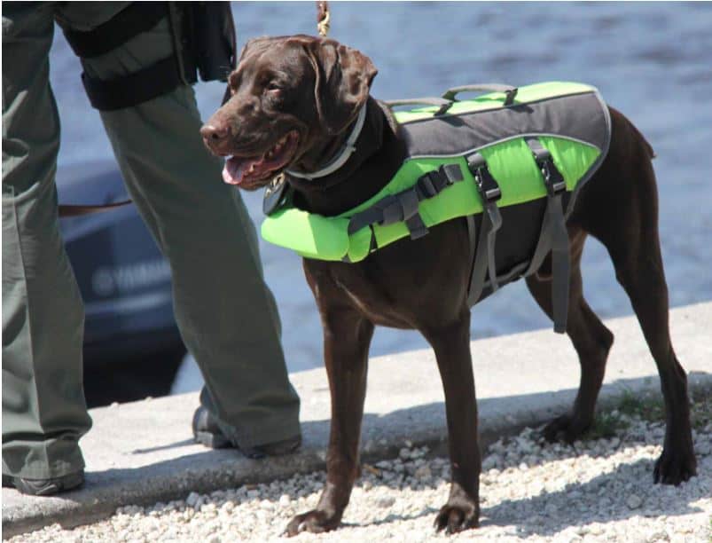 Gone Coastal: Lifejackets, Variety is the Spice of Safety