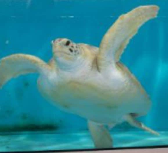 Threatened Green Sea Turtle Has New Home at Mississippi Aquarium