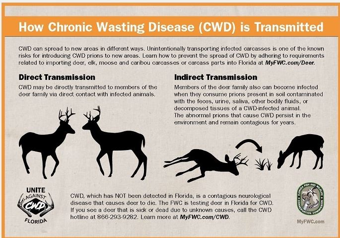 Deer Hunters -Reducing the Risk of CWD Spreading Into Florida