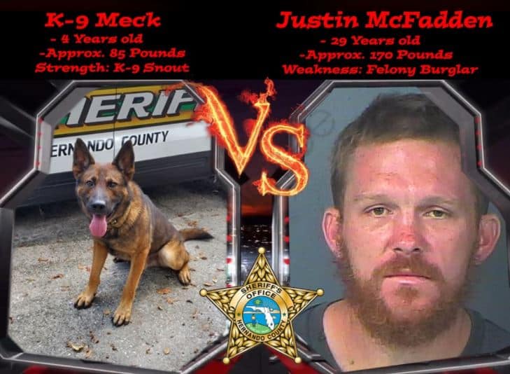 Hernando County K-9 Vs. Burglar in Spring Hill