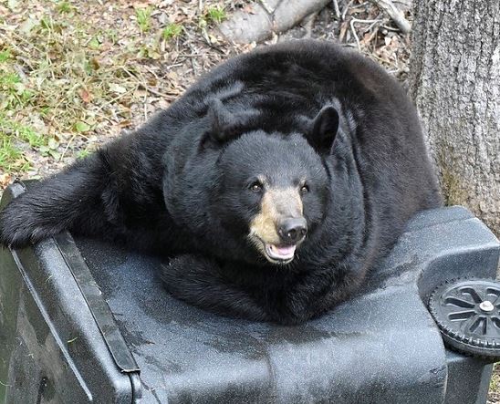 Florida Be BearWise This Fall, Secure Garbage and Other Foods