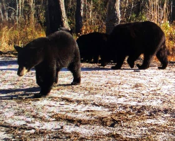 Florida Landowner Nationally Recognized for Conservation Efforts