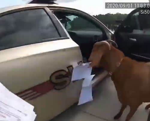 Not Kid’n Around, Goat Takes Over Sheriff Deputies Car