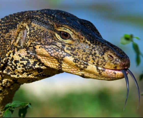 Pasco County Man Sentenced In Lizard Trafficking