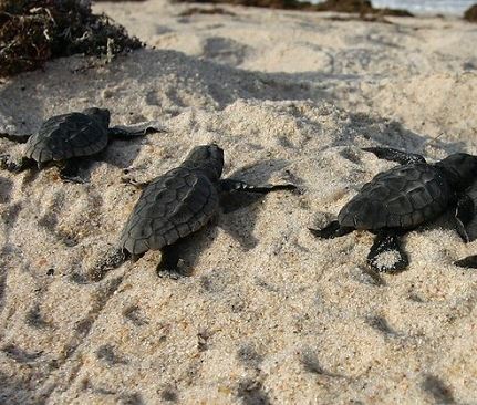 Help Sea Turtles Survive:  Tips on Helping Hatchlings VIDEO