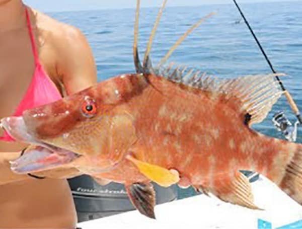 Hogfish Harvest Season Closes In Atlantic And Florida Keys Waters