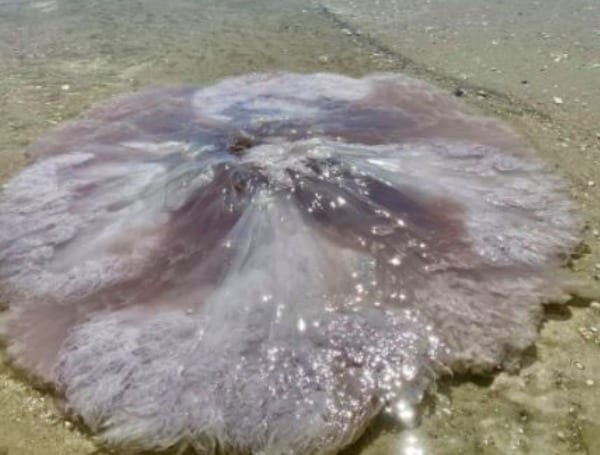 Florida Man Stunned to See a Giant Jellyfish, Not Literally