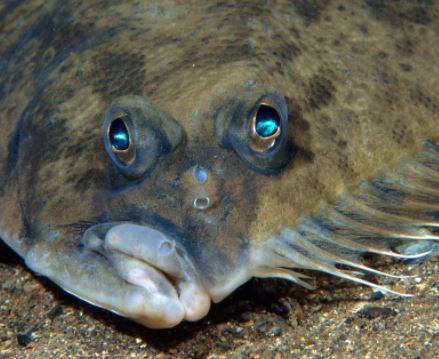 FWC Approves Draft Proposal for Flounder; Final Consideration Slated for December