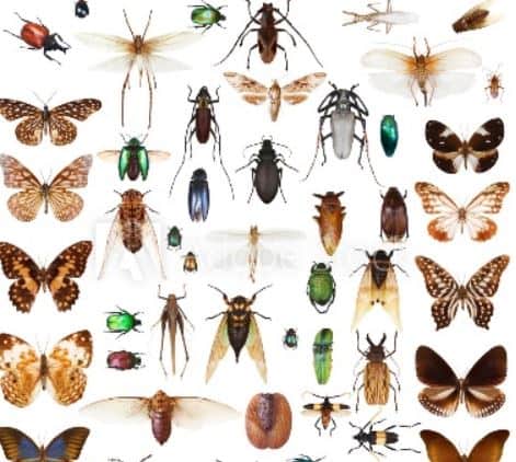 Does Not Knowing Enough About Insects Bug You?  Join The Insectathon Club