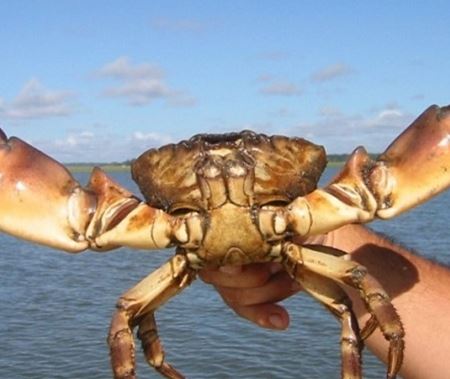 Florida Stone Crab Season Starts Oct. 15 Regulation Changes in Place