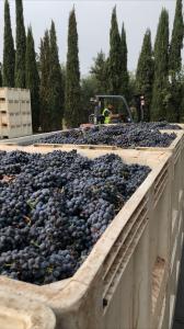 Amador Wine Country Celebrates 2020 Harvest of “Amazing Quality”