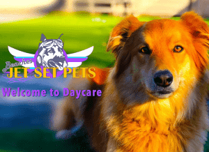 Importance Training Camps & Programs for your Pets