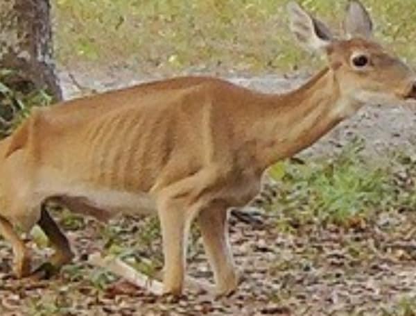 Chronic Wasting Disease and Preventing It From Entering Florida