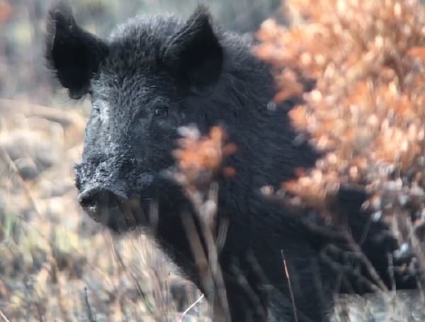 District’s Chito Branch Reserve Closed for Hog Hunts Jan. 5-7