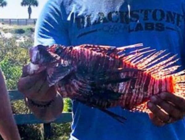 Florida FWC 2021 Lionfish Festival May 15-16, Vendors and Divers Wanted