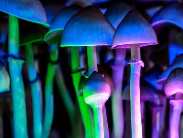 New Legal Push Aims to Speed Magic Mushrooms to Dying Patients