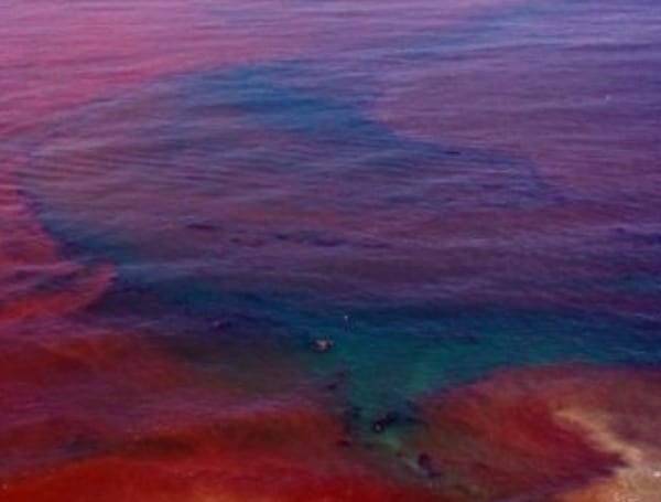 Red Tide Blooms Persist In Southwest Florida, Fish Kills And Respiratory Issues Reported