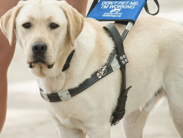 ZooTampa Partners With Freedom Guide Dogs For The Blind