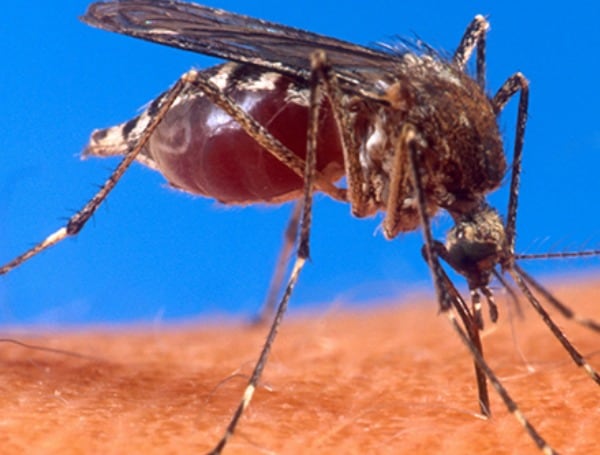 West Nile Virus Case Confirmed In Hillsborough County, Mosquito Alert Remains In Effect