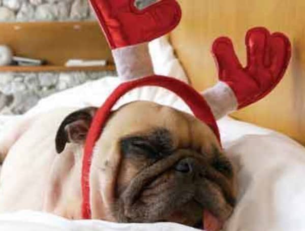 Create a Pet-Friendly Home This Christmas Season