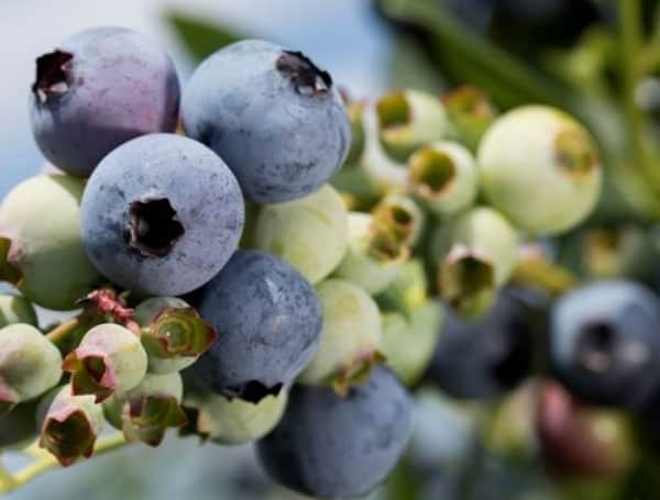 Florida’s Ag Commissioner Went to Bat for Florida Blueberries, U.S. Trade Commission Saw No Foul