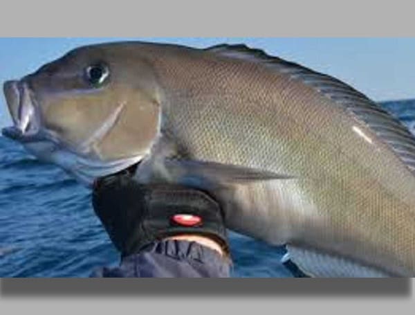 New Blueline Tilefish Recreational Regulations, Jan. 1 in Florida Atlantic Waters