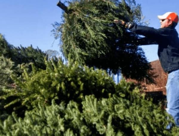 City Of Tampa Solid Waste Department Offering Free Christmas Tree Pickup Service