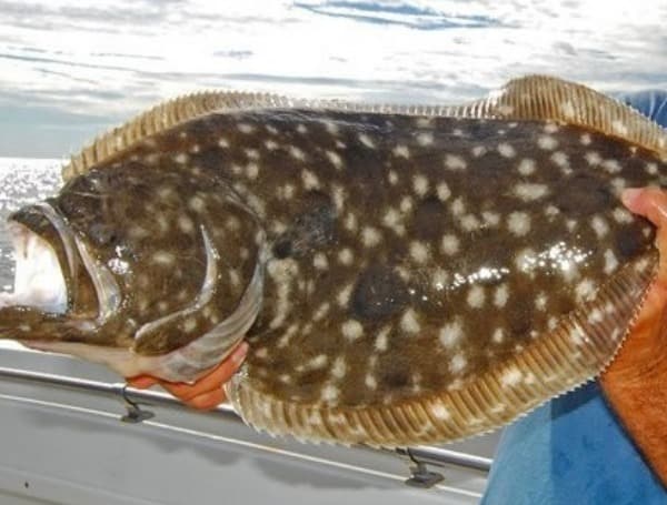 Flounder Fishing Season Returns To Florida On December 1st