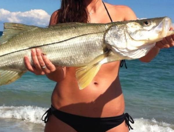 Florida FWC: Recreational Snook Season Starts September 1