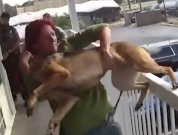 Florida Woman Throws Her Dog Off a Balcony, Police Arrest – Dog Survives