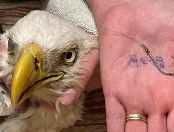 Injured Bald Eagle Rescued in Pasco County