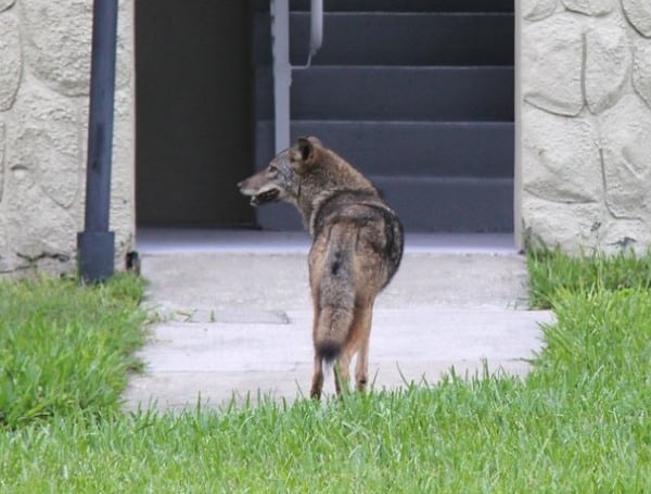 Florida: Keep Pets and Backyard Animals From Becoming Prey to Coyotes