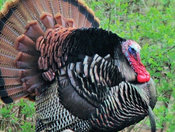 Florida FWC: Love To Turkey Hunt? Be In The Know About Wild Turkey Management