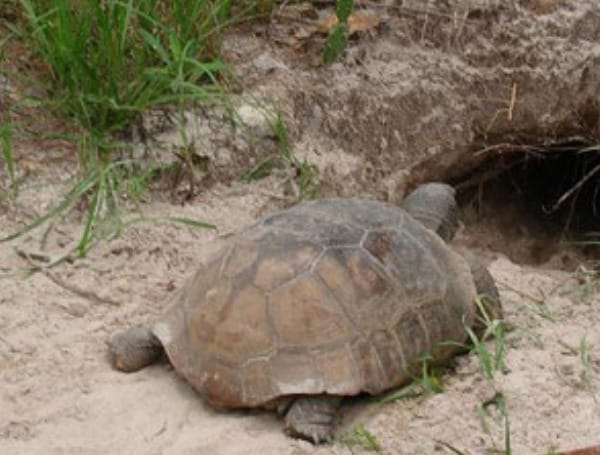 Celebrate Gopher Tortoise Day Year-Round With A Tortoise Friendly Yard